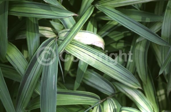 Deciduous; Broadleaf