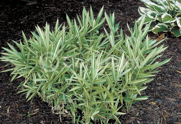 Deciduous; Broadleaf