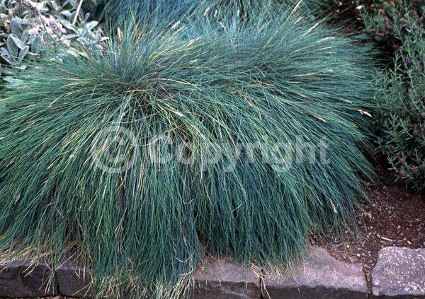 White blooms; Semi-evergreen