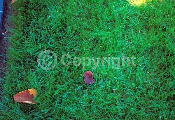 North American Native