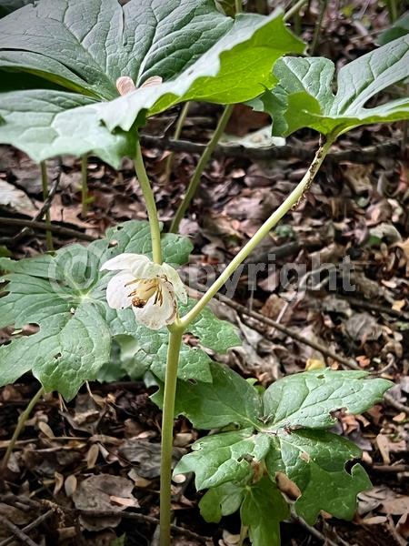 White blooms; North American Native