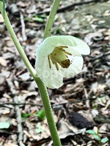 White blooms; North American Native