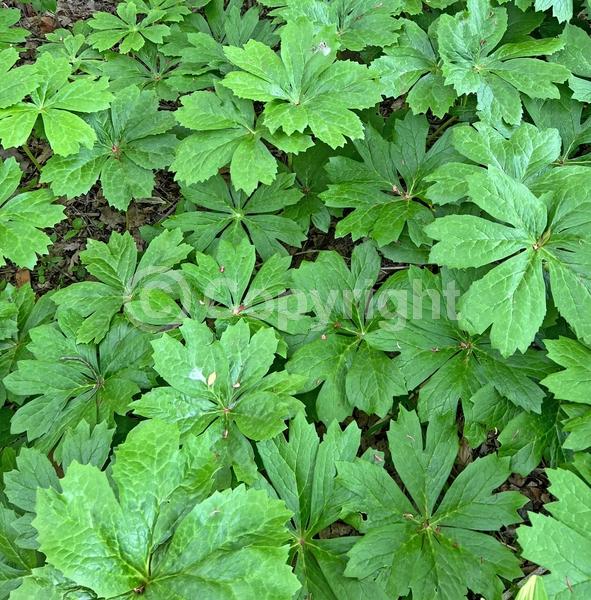 White blooms; North American Native