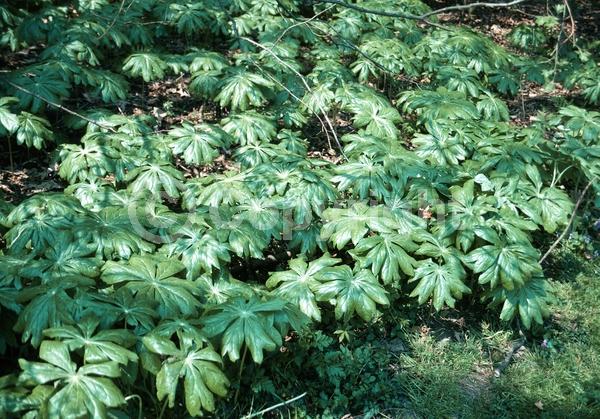 White blooms; North American Native