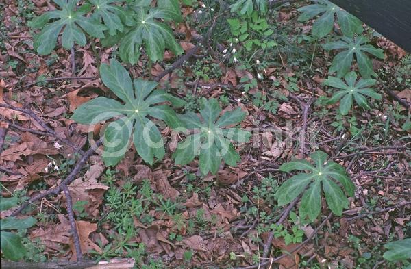 White blooms; North American Native