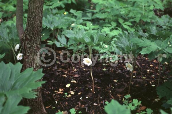 White blooms; North American Native