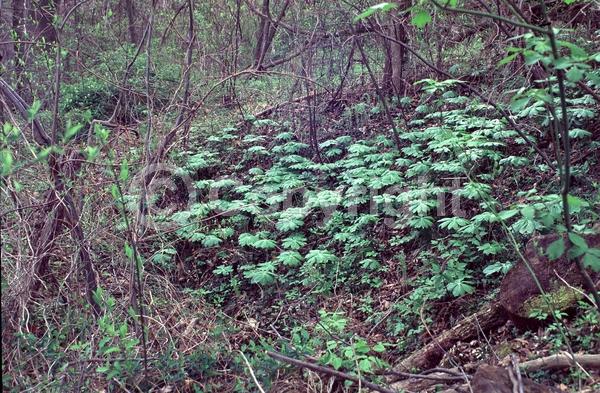 White blooms; North American Native
