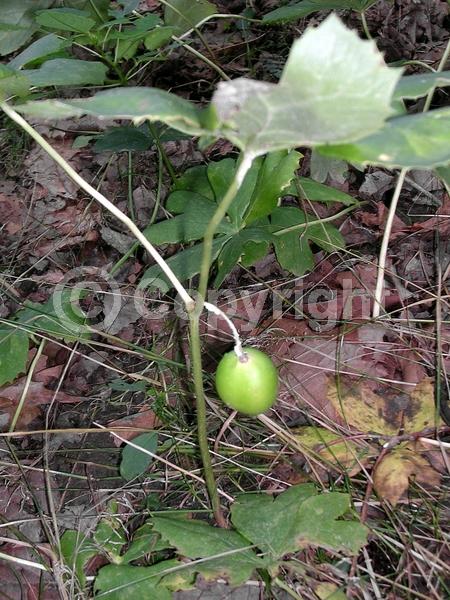 White blooms; North American Native