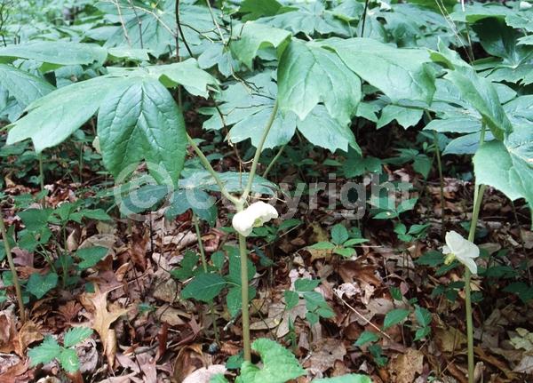 White blooms; North American Native