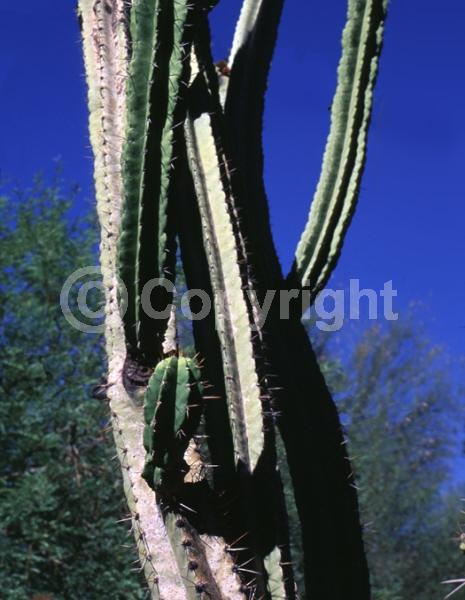 Purple blooms; North American Native
