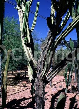 Purple blooms; North American Native