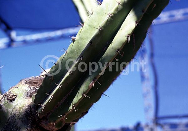 Purple blooms; North American Native