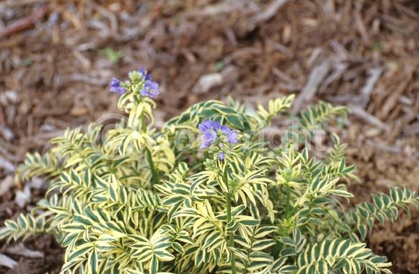 Blue blooms; Evergreen