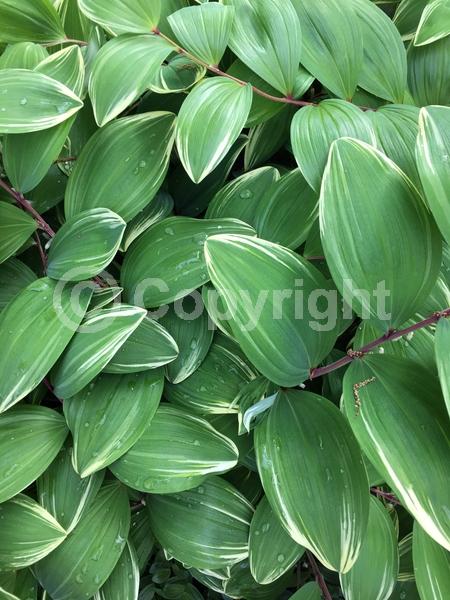 White blooms; Deciduous; Broadleaf