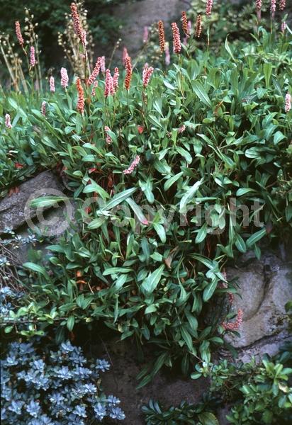 Red blooms; White blooms; Pink blooms