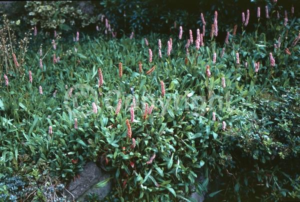 Red blooms; White blooms; Pink blooms