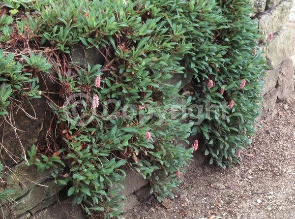 Red blooms; White blooms; Pink blooms