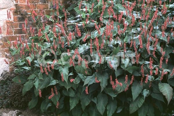 Red blooms; Purple blooms; White blooms; Pink blooms