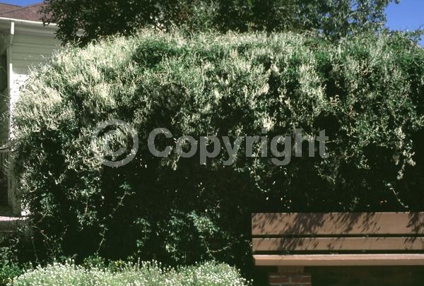 White blooms; Deciduous; Broadleaf
