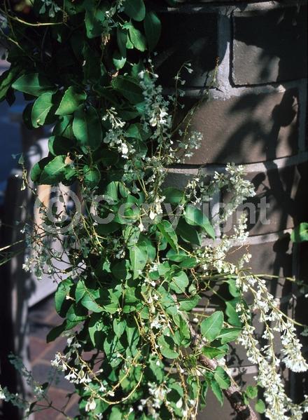 White blooms; Deciduous; Broadleaf