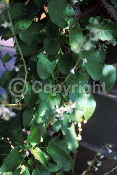 White blooms; Deciduous; Broadleaf