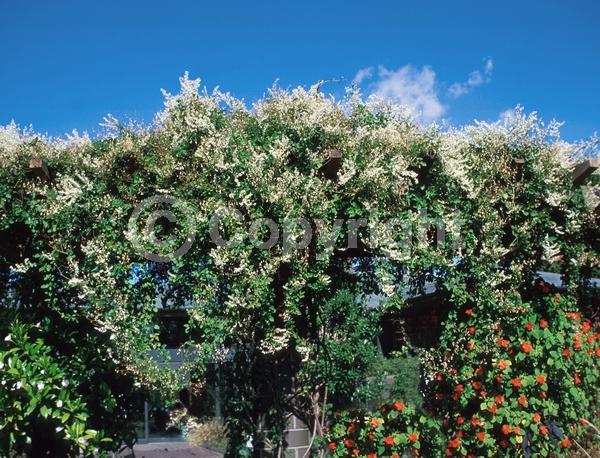 White blooms; Deciduous; Broadleaf