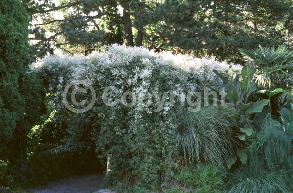 White blooms; Deciduous; Broadleaf