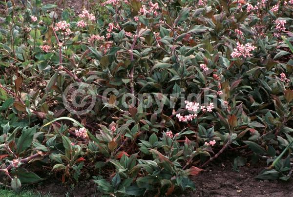 White blooms; Pink blooms