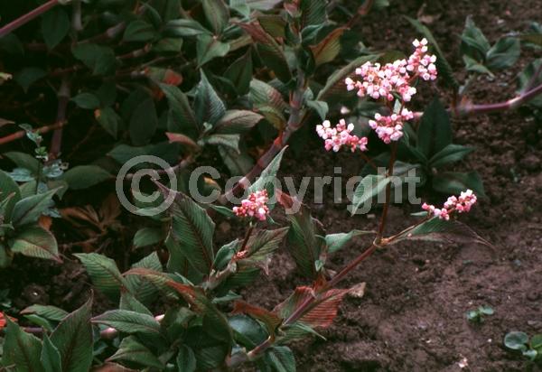 White blooms; Pink blooms