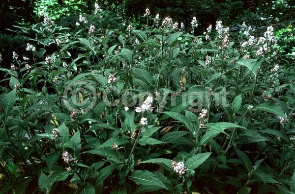 White blooms; Pink blooms