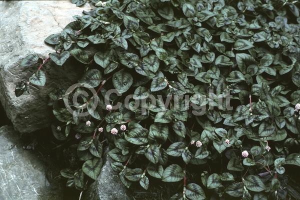 Red blooms; Pink blooms