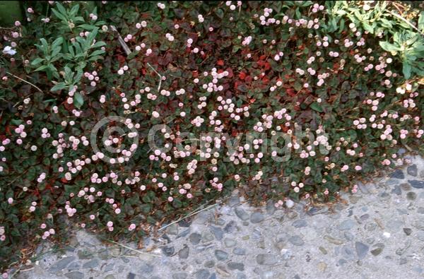 Red blooms; Pink blooms