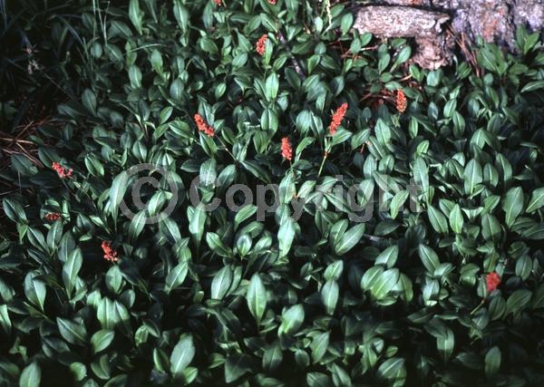 Pink blooms; Deciduous; Broadleaf