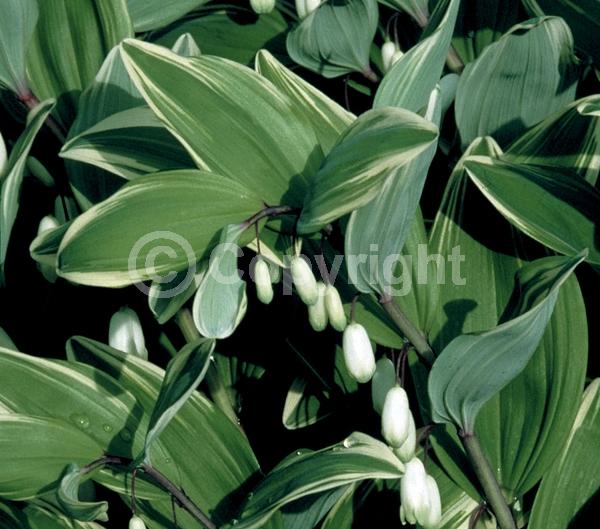 White blooms; Deciduous; Broadleaf