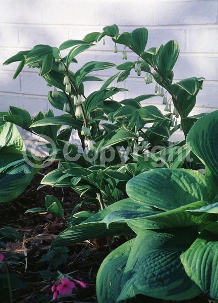 White blooms; Deciduous; Broadleaf