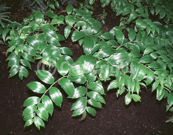White blooms; Green blooms