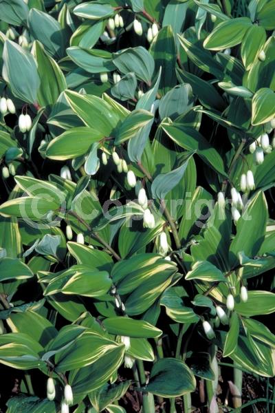 White blooms; Deciduous; Broadleaf