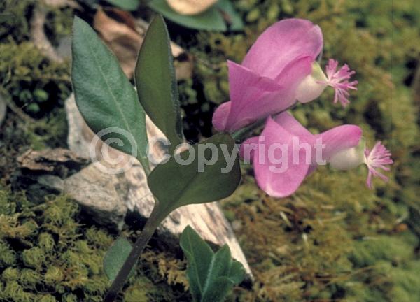 Purple blooms; Pink blooms; Evergreen; Needles or needle-like leaf; North American Native