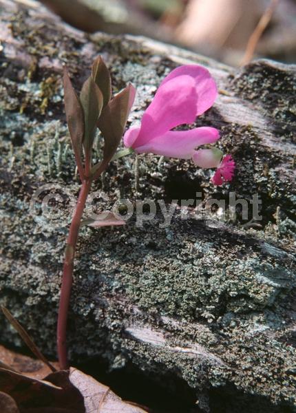 Purple blooms; Pink blooms; Evergreen; Needles or needle-like leaf; North American Native