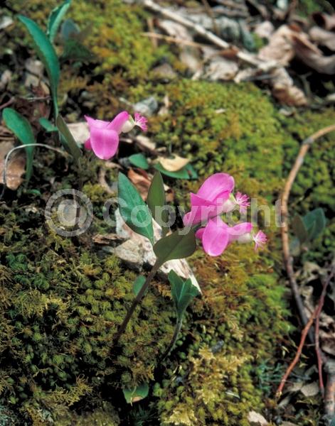 Purple blooms; Pink blooms; Evergreen; Needles or needle-like leaf; North American Native