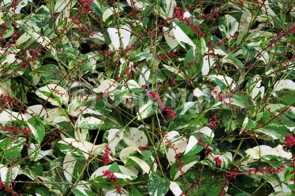 Red blooms; Deciduous