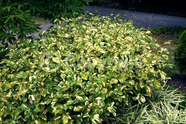 Red blooms; Deciduous