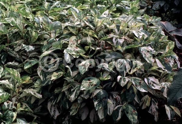 Red blooms; Deciduous