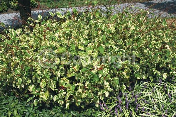 Red blooms; Deciduous