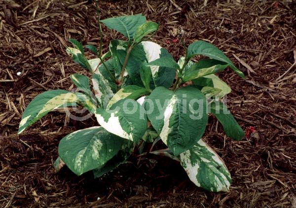 White blooms; Deciduous