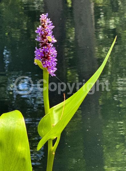 Blue blooms; Lavender blooms; Deciduous; North American Native