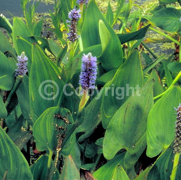 Blue blooms; Lavender blooms; Deciduous; North American Native