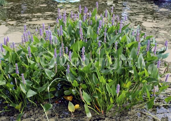 Blue blooms; Lavender blooms; Deciduous; North American Native