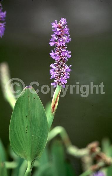 Blue blooms; Lavender blooms; Deciduous; North American Native