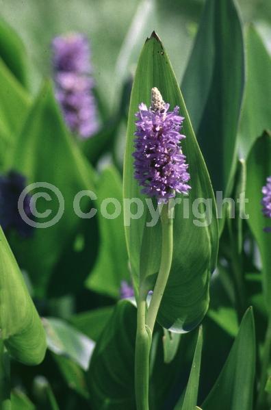 Blue blooms; Lavender blooms; Deciduous; North American Native
